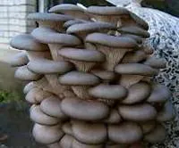 Грибоводство, мицелий грибов