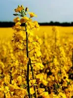 Озимый рапс Чемпион Украины