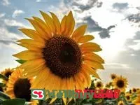 Семена подсолнечника Мастер