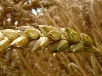 Семена озимой пшеницы FARREL канадский трансгенный мягкий сорт