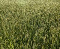 Семена пшеницы озимой Турунчук элита