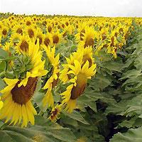 Семена подсолнечника Деркул F-1