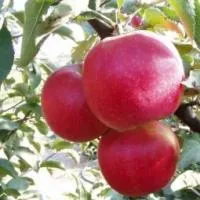 Саженцы яблони Джонаголд Декоста