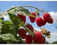 Саджанці великоплідної малини Марія 10 штук