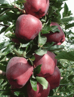 Яблоня Супер Чиф