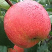 Саженцы яблони Чемпион